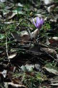 Crocus minimus